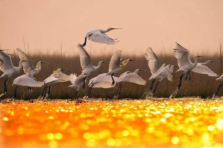 Заповедники для перелетных птиц вдоль побережья Желтого и Бохайского морей, объект ЮНЕСКО.jpeg