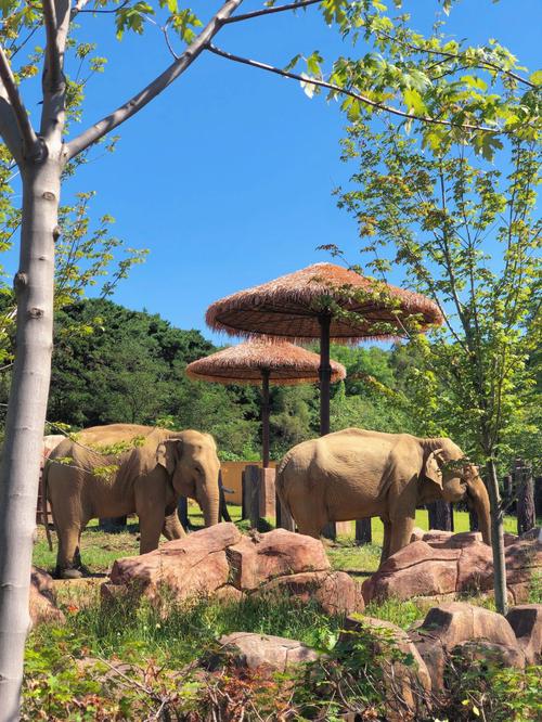 Зоопарк Шэньяна.jpeg Зоопарк Шэньяна.jpeg