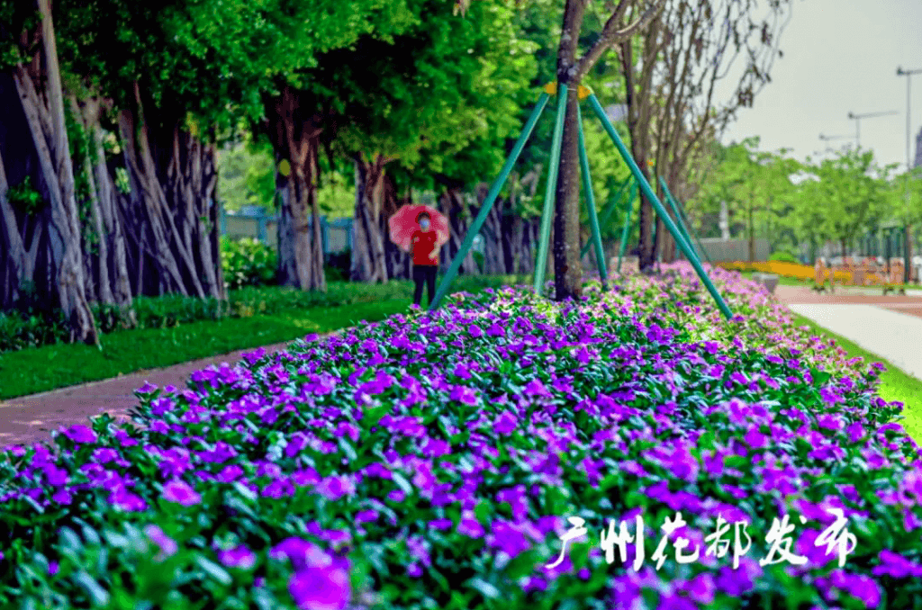 金菊花口袋公园.png
