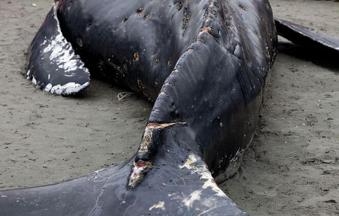 кита выбросило на берег.jpeg кита выбросило на берег.jpeg