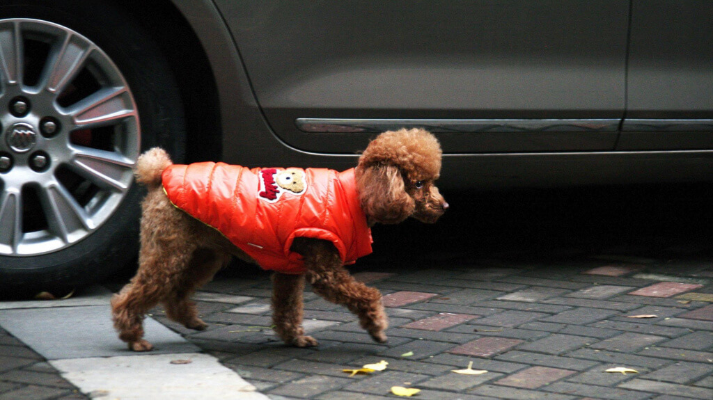 Одежда для животных из Китая Одежда для животных из Китая