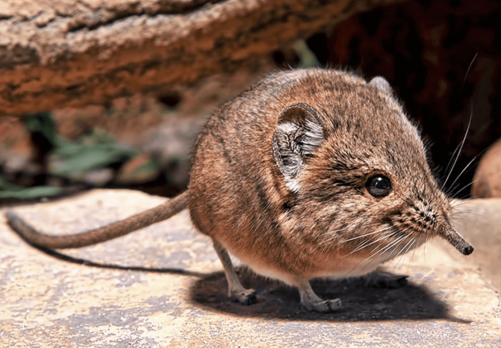 землеройки.png землеройки.png