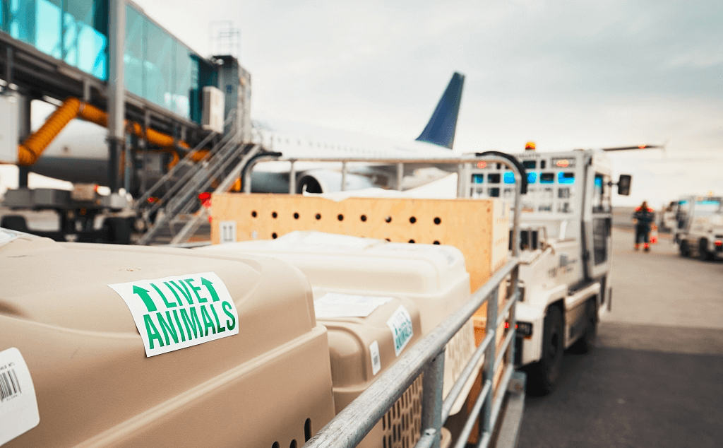 животные в багажном отсеке самолета.jpg животные в багажном отсеке самолета.jpg