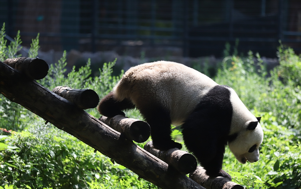 пекинский зоопарк.jpg пекинский зоопарк.jpg