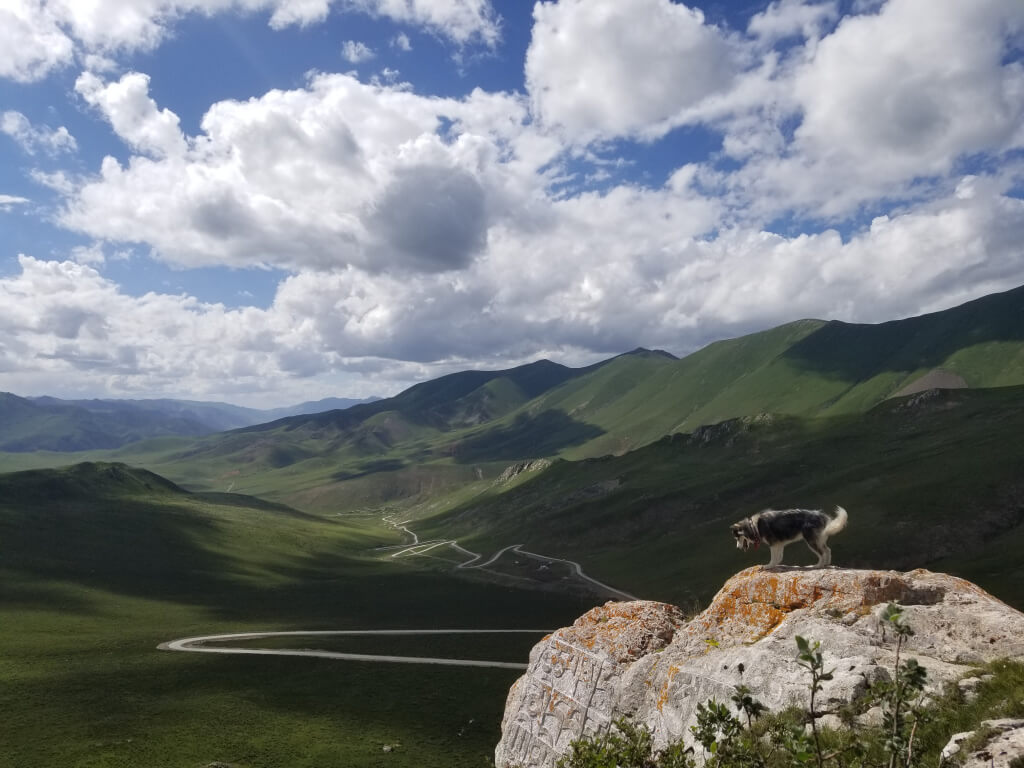 Собака.jpg Собака.jpg