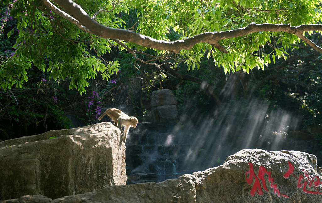 南湾猴岛.jpg 南湾猴岛.jpg