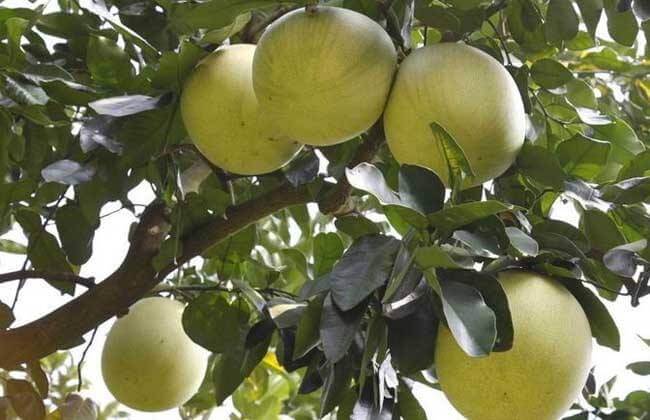 помело.jpeg помело.jpeg